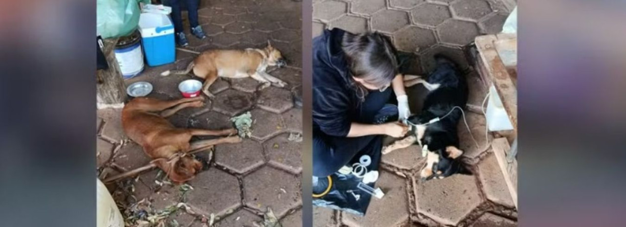 Homem é preso suspeito de envenenar cães de rua; três animais morreram