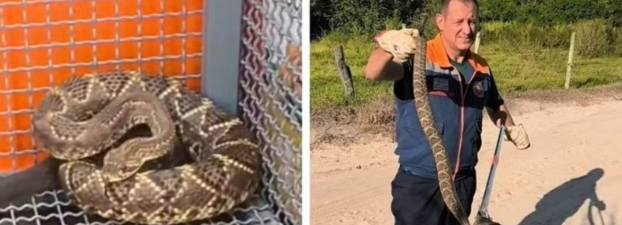 Cobra cascavel é capturada perto de piscina com crianças em área de lazer