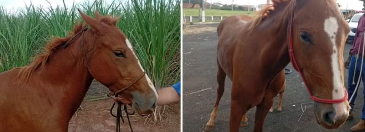 Cavalo morre após ser amarrado em árvore no centro da cidade