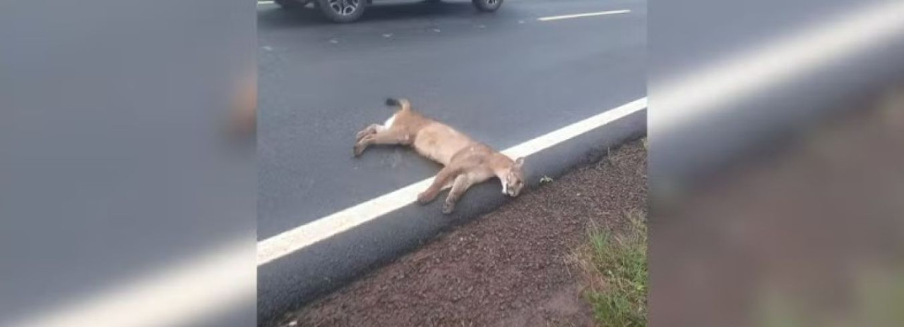 Onça-parda é atropelada por carro em estrada vicinal 