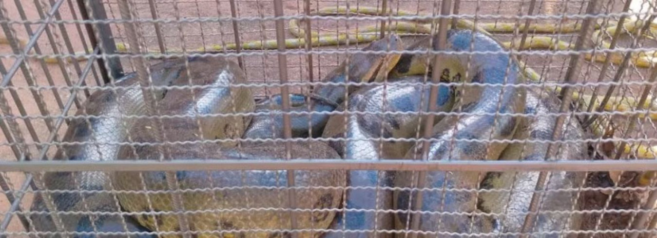 Sucuri de seis metros é capturada após atacar cachorra em bairro residencial