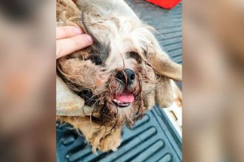 Mulher é multada em R$ 6 mil por maus tratos a cães 
