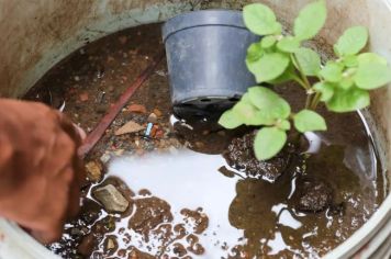 Quem teve dengue uma vez pode contrair novamente? Esclareça suas dúvidas sobre a doença