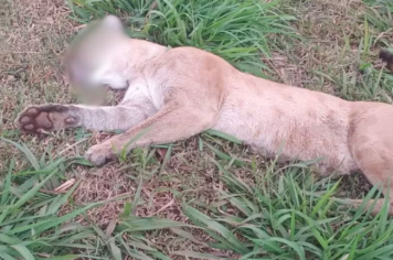 Onça-parda morre após ser atropelada em rodovia da região
