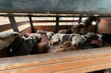 Sete homens são detidos por caça ilegal de animais em Lavínia