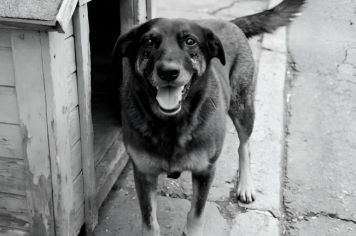 Cachorro comunitário conhecido como Orelha é morto após agressões, e parentes de suspeitos são indiciados por coação