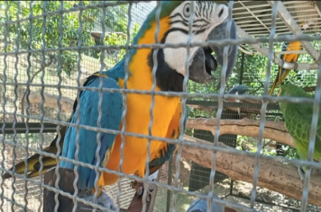 Homem é multado em R$ 16 mil por manter aves silvestres sem autorização em Birigui