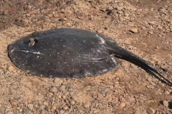 Mortandade de arraias e camarões no Rio Tietê preocupa pescadores e moradores em Buritama