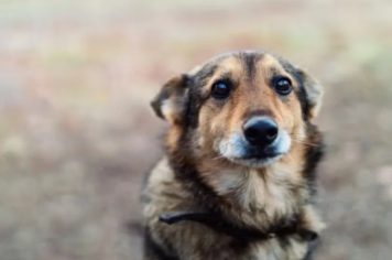 APAA abre cadastro para castração gratuita de cães e gatos