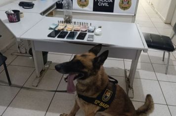Cão farejador é decisivo em prisão por tráfico de drogas em Auriflama