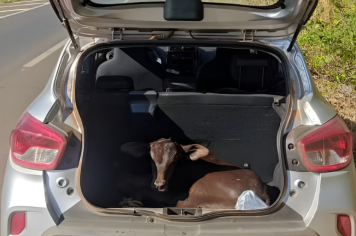 Bezerro furtado é encontrado em porta-malas de carro 
