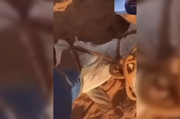 Em Guzolândia (SP), homem posta vídeo pisando na cabeça de bezerro amarrado e amordaçado: ‘Você vai morrer’