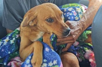 Homem é multado por atirar em cachorro em Pereira Barreto
