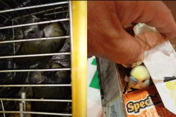 Casal é multado em R$ 29 mil por transportar aves em ônibus sem autorização ambiental 