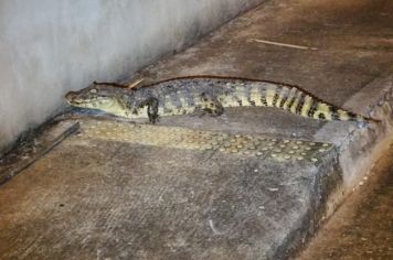 Jacaré de 1,50 metro surpreende moradores ao aparecer em calçada de Major Prado