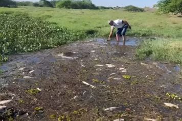 Peixes são encontrados mortos em ribeirão de Aracanguá