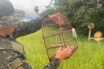 Homem é multado em R$ 12 mil por criação irregular de aves em Auriflama  