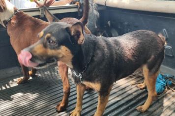 Homem é preso e multado em R$ 9 mil por maus tratos a cães