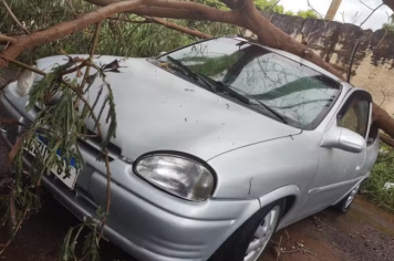 Temporal com ventos fortes causa danos e derruba árvore sobre veículo em Pereira Barreto