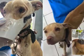 Pit bull é resgatada em estado grave de abandono e desnutrição, diz veterinário