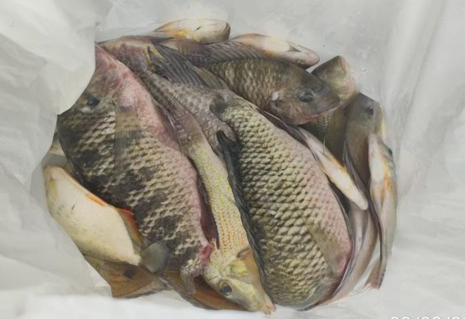 Homens são multados por pesca irregular em Santo Antônio do Aracanguá