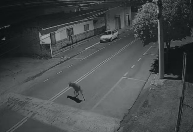 Lobo-guará é flagrado caminhando por rua durante a madrugada; vídeo impressiona moradores