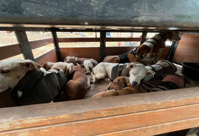Sete homens são detidos por caça ilegal de animais em Lavínia