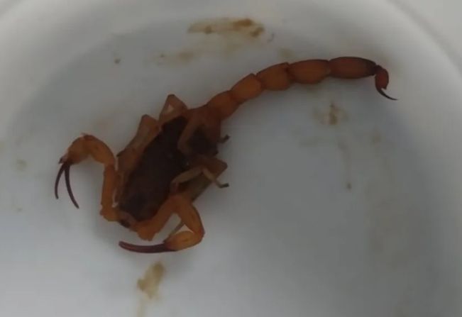 Menino de 6 anos é picado por escorpião escondido em uniforme escolar