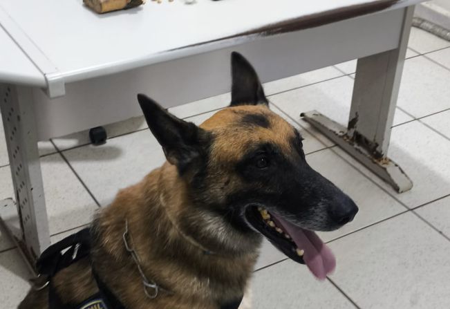 Homem é preso por tráfico de drogas em Auriflama com apoio de cão farejador do BAEP