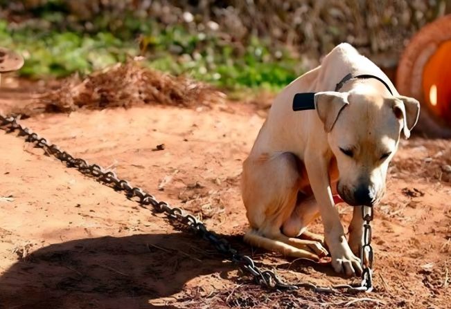 Nova lei proíbe uso de correntes em cães e gatos em SP