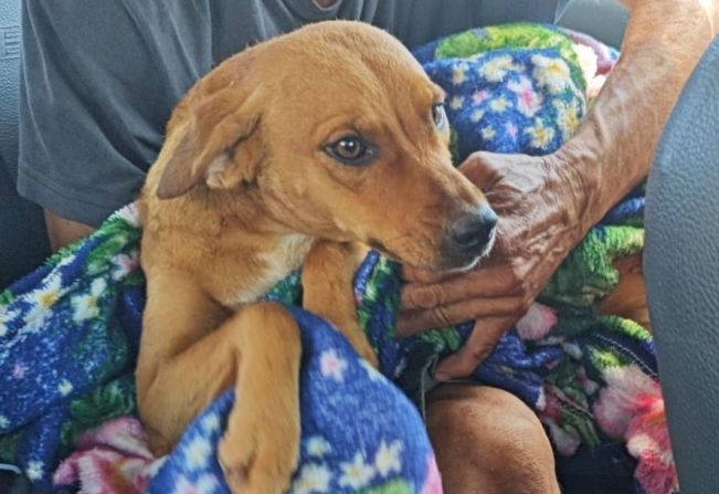 Homem é multado por atirar em cachorro em Pereira Barreto