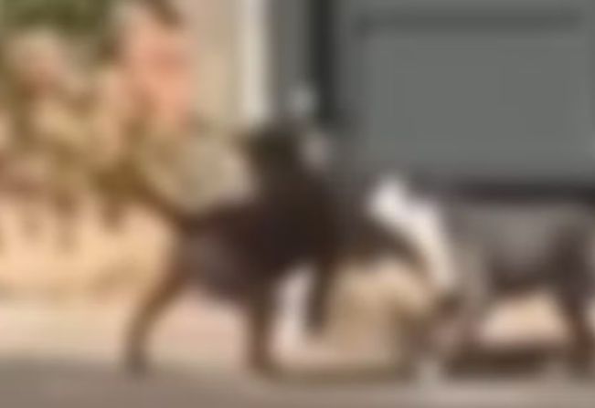 Cachorro morre após ataque de dois pitbulls em rua