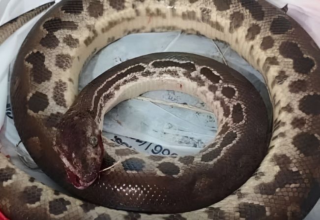 Filhote de sucuri morre após ser mordido por homem que tentou se soltar durante ataque em vicinal