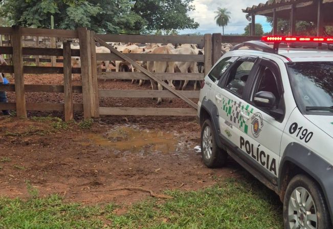 Polícia Ambiental recupera mais 43 bovinos furtados durante operação